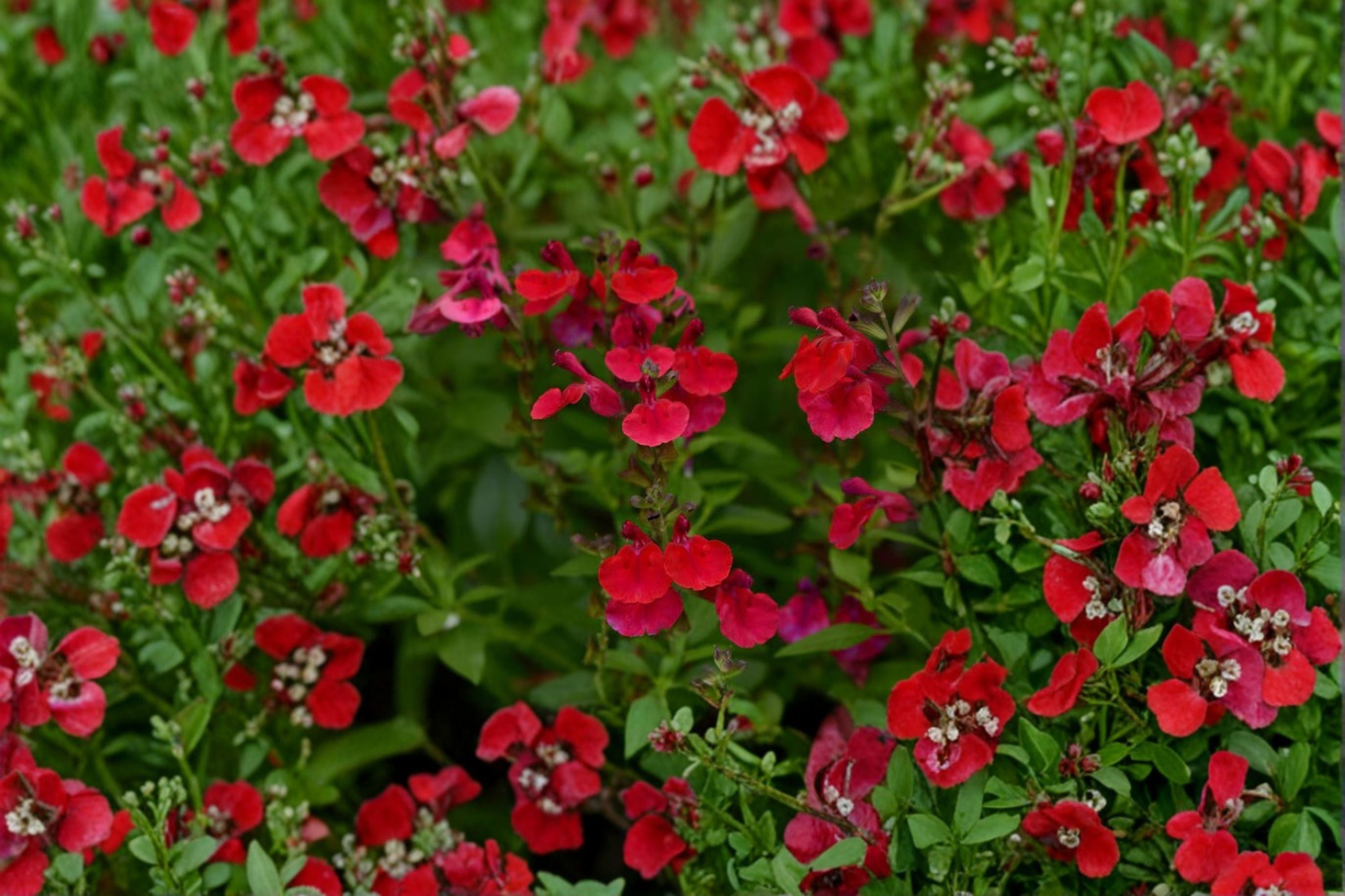 Salvia greggii ‘Mirage Cherry Red’ – Red Hummingbird Plant in 4.5” Pot – Drought Tolerant Perennial Sage