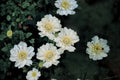 Scabiosa ‘Fama White’ – White Pincushion Flower Perennial in 1 Gallon Pot