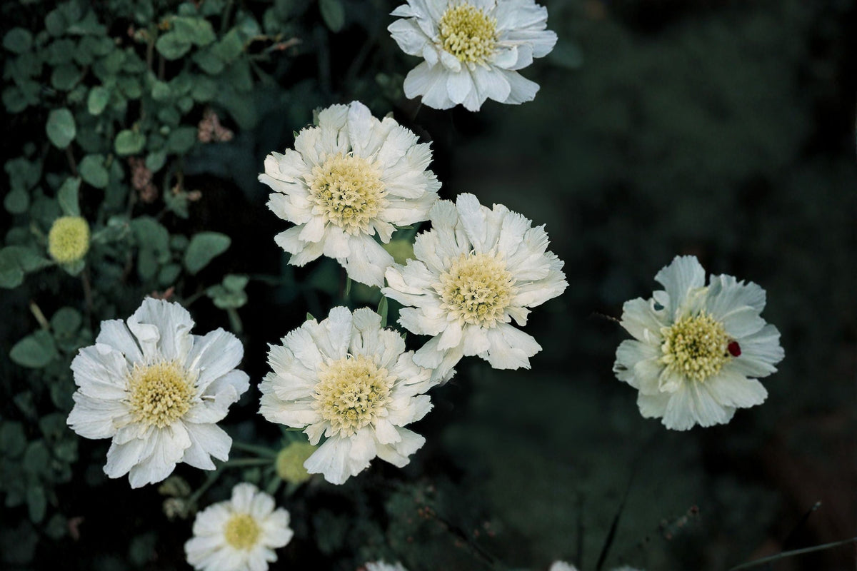 Scabiosa ‘Fama White’ – White Pincushion Flower Perennial in 1 Gallon Pot