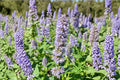 Agastache ‘Astello Indigo’ – Hummingbird Mint Hyssop – Blue Pollinator Perennial in 3.5” Pot