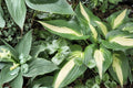 Hosta ‘Ann Kulpa’ Variegated Shade Perennial - Large Leaf Bareroot Plant
