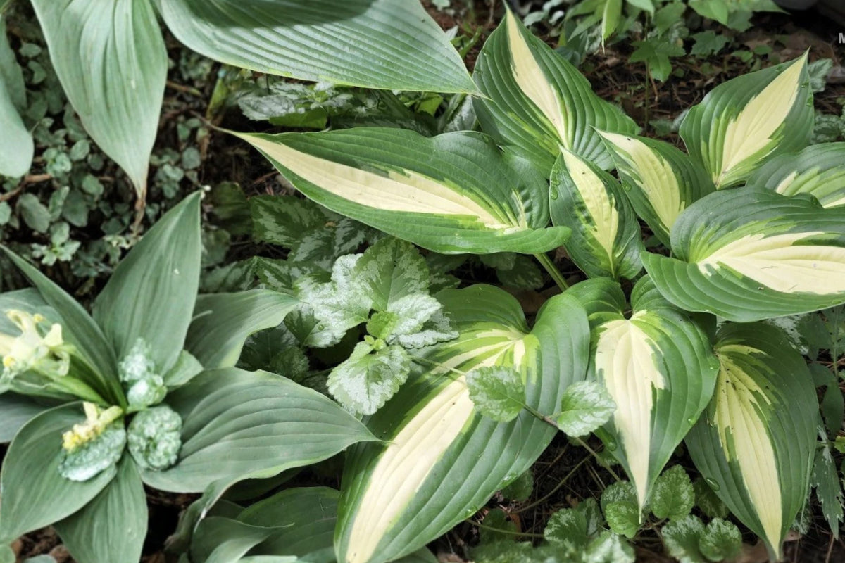 Hosta ‘Ann Kulpa’ Variegated Shade Perennial - Large Leaf Bareroot Plant