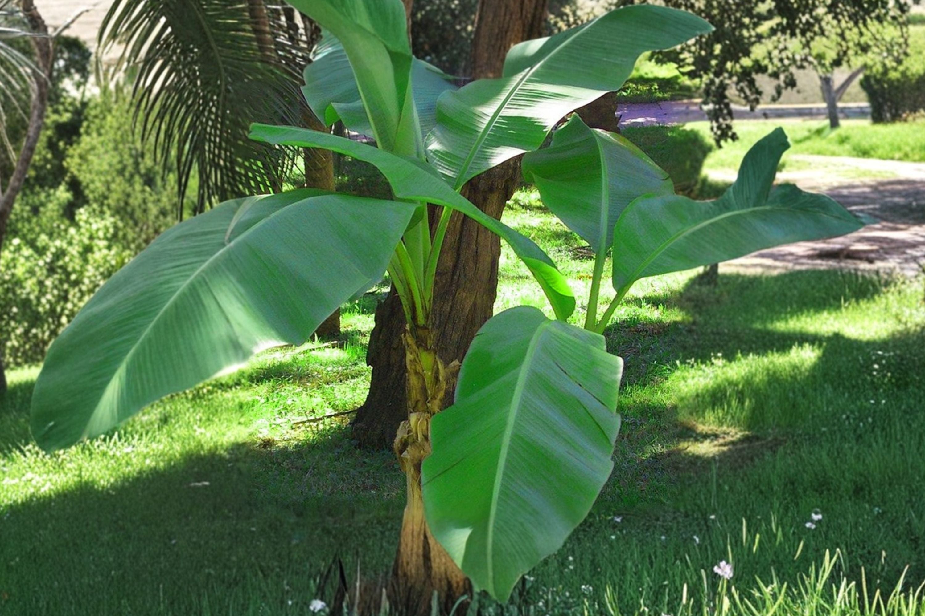 Musa Basjoo Banana Tree – Cold Hardy Tropical Banana Plant for Zones 5-10