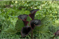 Black Calla Lily ‘Captain Beretta’ – Deep Purple Zantedeschia Bulb for Garden & Containers