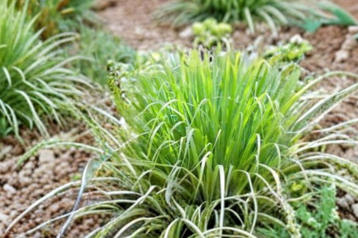Lemongrass Plant – Live Culinary Herb in 3.5” Pot – Cymbopogon citratus