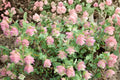 Origanum Kirigami - Cascading Ornamental Oregano - Drought Tolerant Perennial