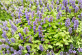 Nepeta ‘Little Titch’ Catmint – Dwarf Blue Flowering Perennial, Drought Tolerant, Deer Resistant