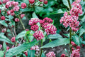 Asclepias Cinderella Swamp Milkweed - Monarch Butterfly Host Plant - Pink Fragrant Perennial