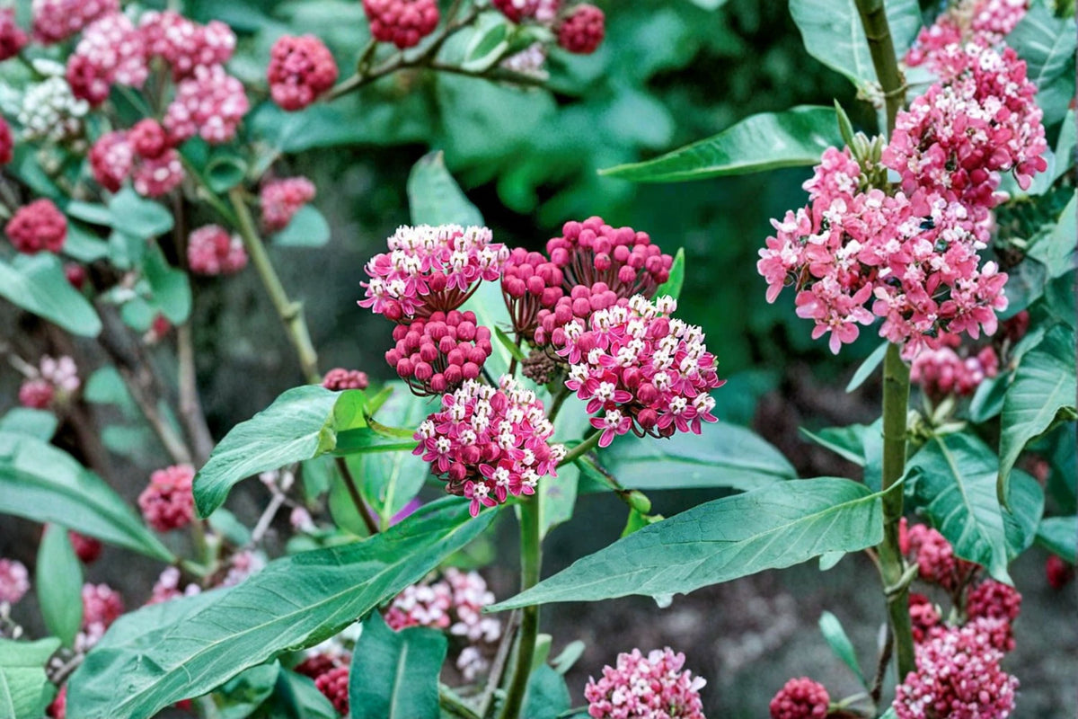 Asclepias Cinderella Swamp Milkweed - Monarch Butterfly Host Plant - Pink Fragrant Perennial