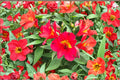 Alstroemeria ‘Summer Heat’ – Tall Peruvian Lily with Red Yellow Blooms – 1 Gallon Live Plant