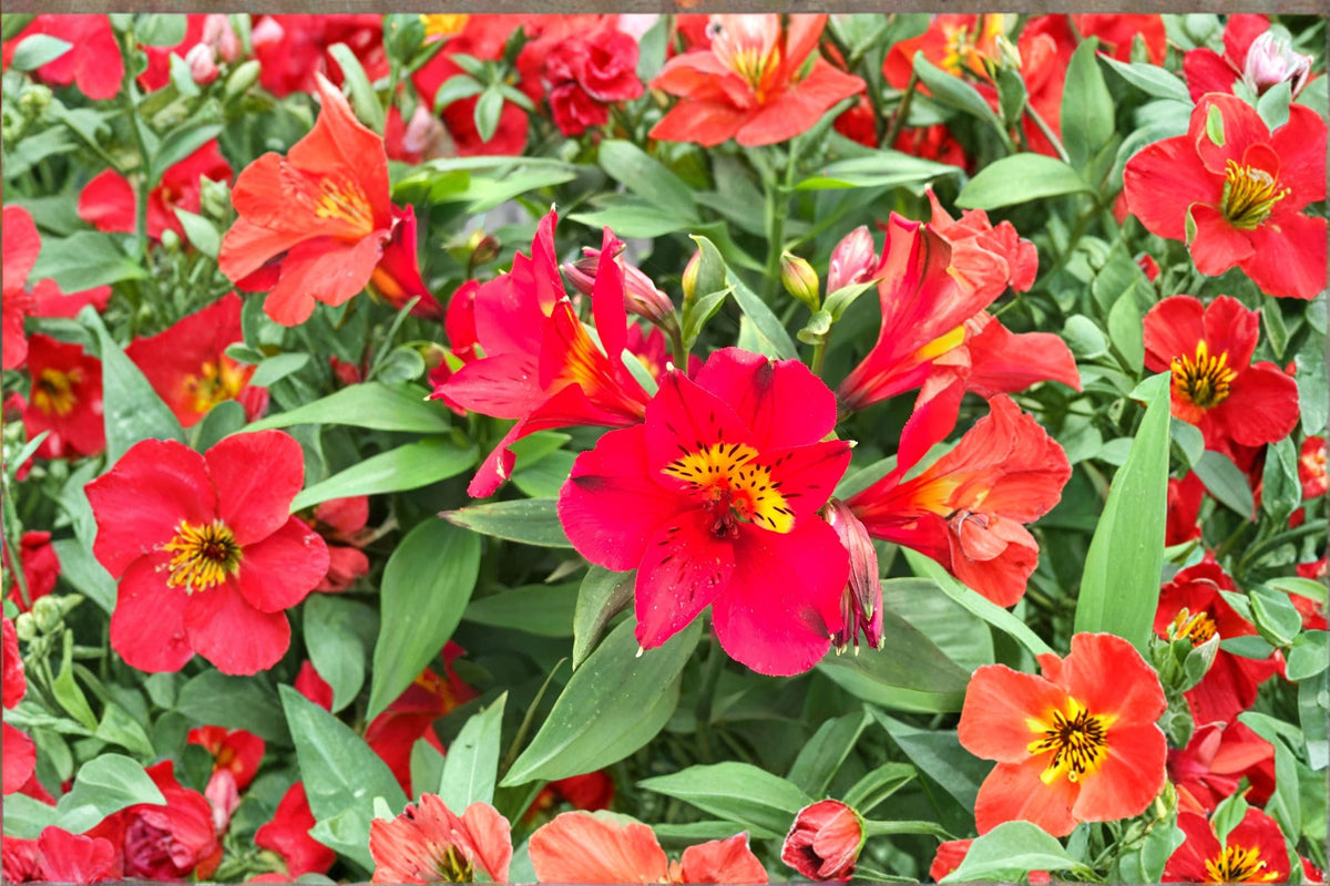 Alstroemeria ‘Summer Heat’ – Tall Peruvian Lily with Red Yellow Blooms – 1 Gallon Live Plant