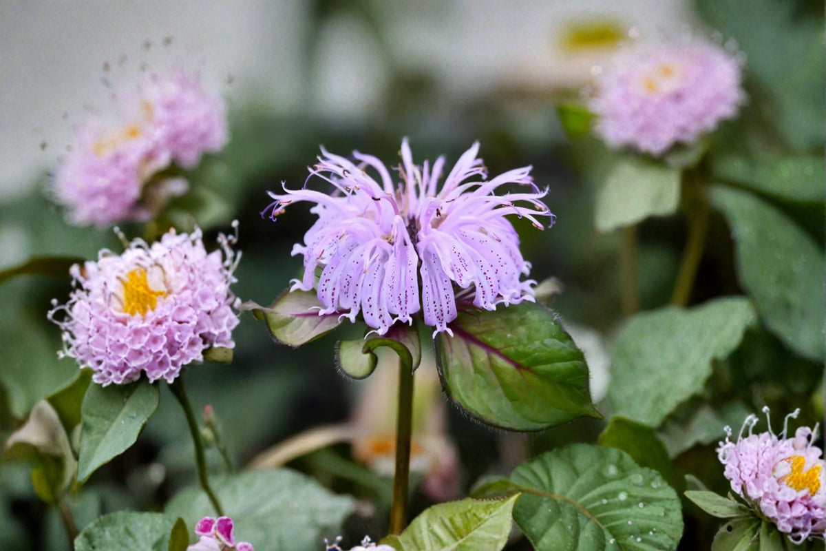 Monarda ‘Midnight Oil’ – Early Blooming Native Bee Balm with Pink Flowers – 1 Gallon