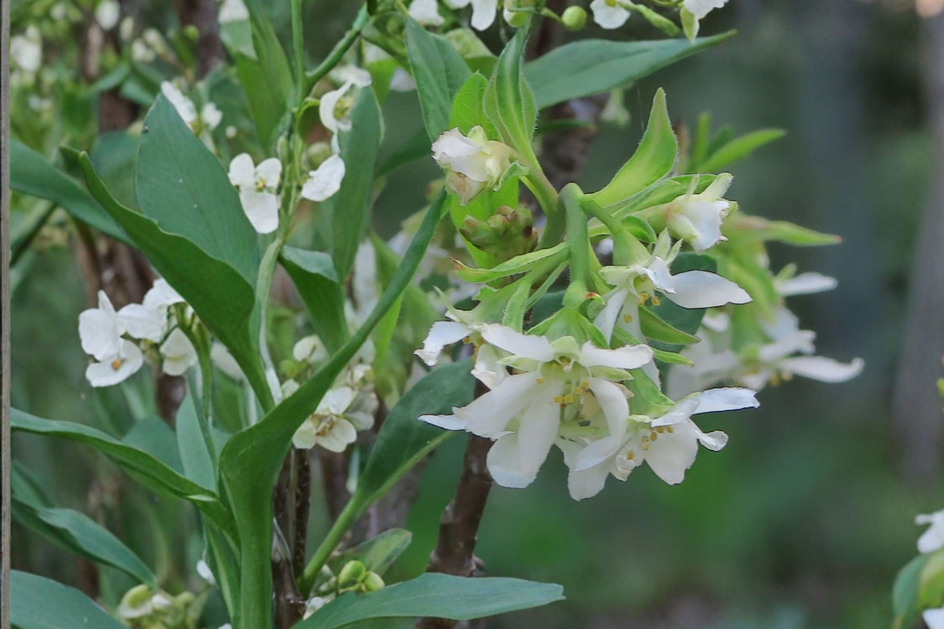 Oemleria cerasiformis – Indian Plum (Osoberry) – Early Blooming Native Shrub – Edible Fruit – 1 Gallon