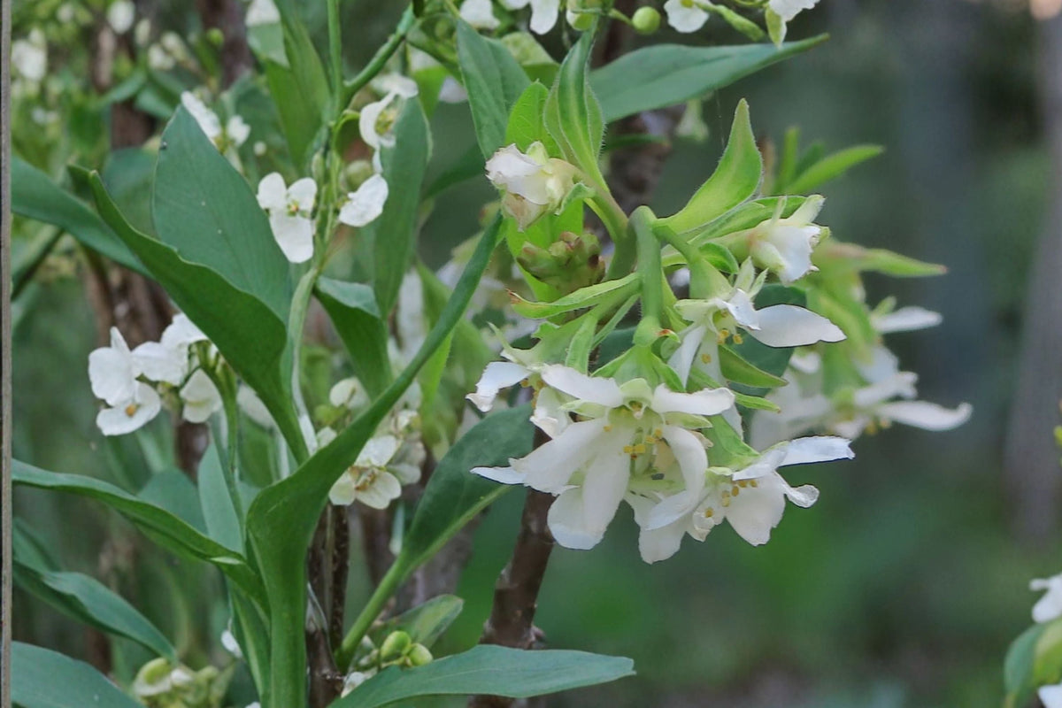 Oemleria cerasiformis – Indian Plum (Osoberry) – Early Blooming Native Shrub – Edible Fruit – 1 Gallon