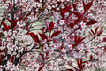 Prunus × cistena - Purple Leaf Sand Cherry - Burgundy Foliage Shrub with Edible Fruit