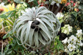 Giant Tillandsia Air Plants Pack of 2 – Large Live Indoor Air Plants – No Soil Houseplants