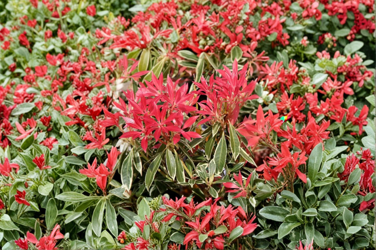 Pieris japonica ‘Flaming Silver’ – Variegated Evergreen Shrub with Red New Growth – 1 Gallon Live Plant