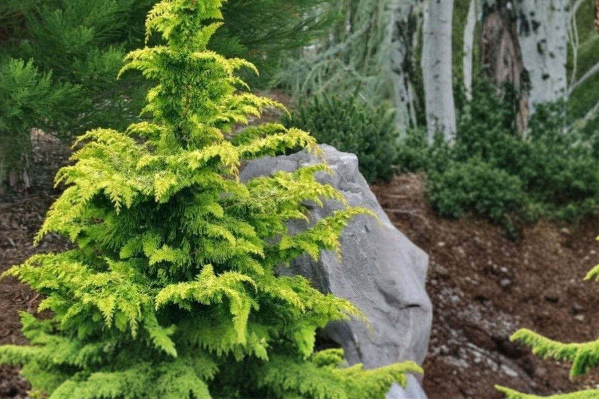 Chamaecyparis obtusa ‘Crippsii’ – Golden Hinoki Cypress – Evergreen Conifer in 4” Pot