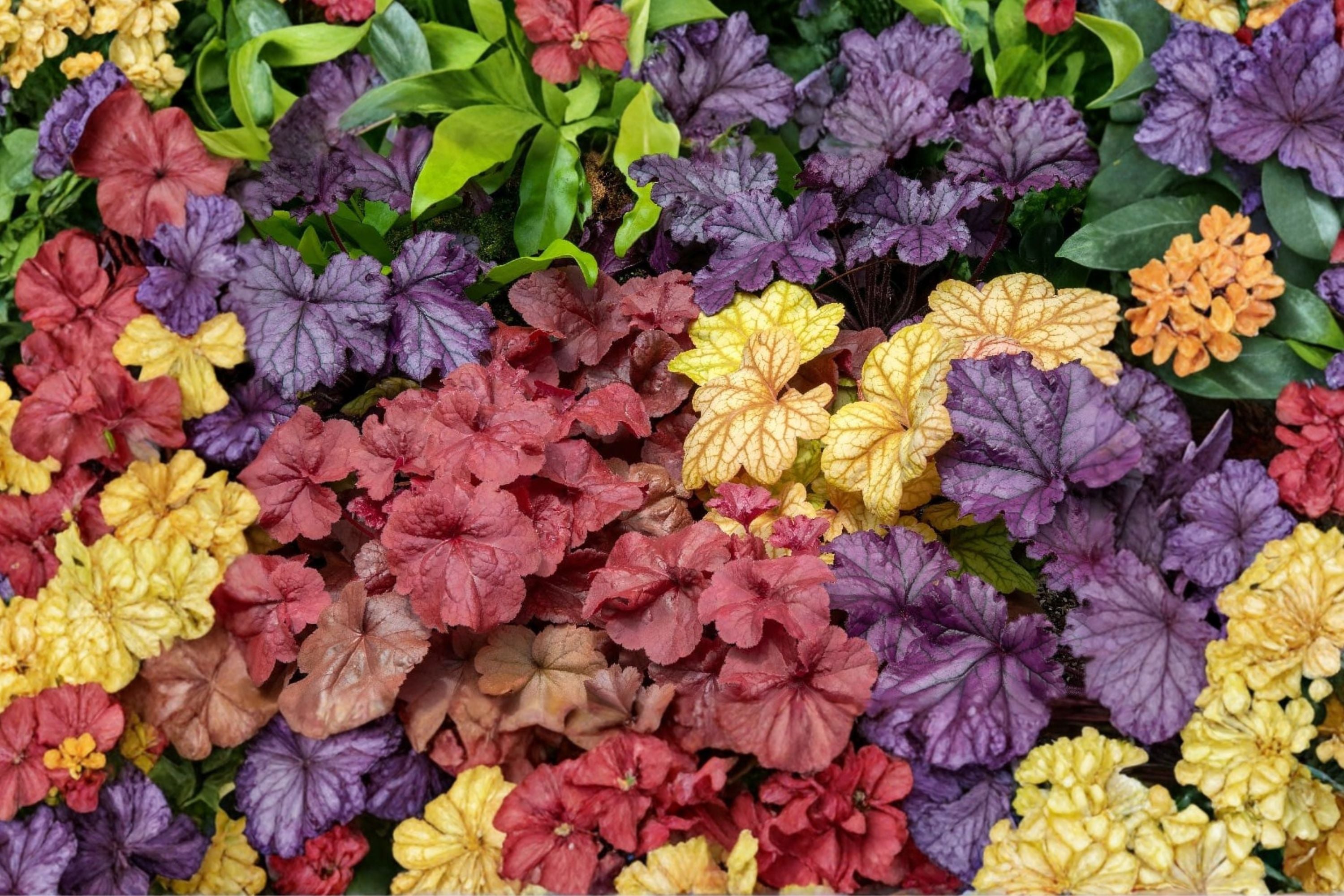 Heuchera Mixed Plugs (3 Pack) – Coral Bells Assorted Colors Shade Perennials
