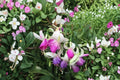 Fuchsia ‘Checkerboard’ – Hardy Perennial with Red & White Flowers – 1 Gallon Live Plant