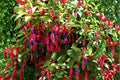 Fuchsia Whiteknight’s Amethyst - Hardy Perennial with Color-Shifting Purple & Pink Flowers - 1 Gallon Live Plant