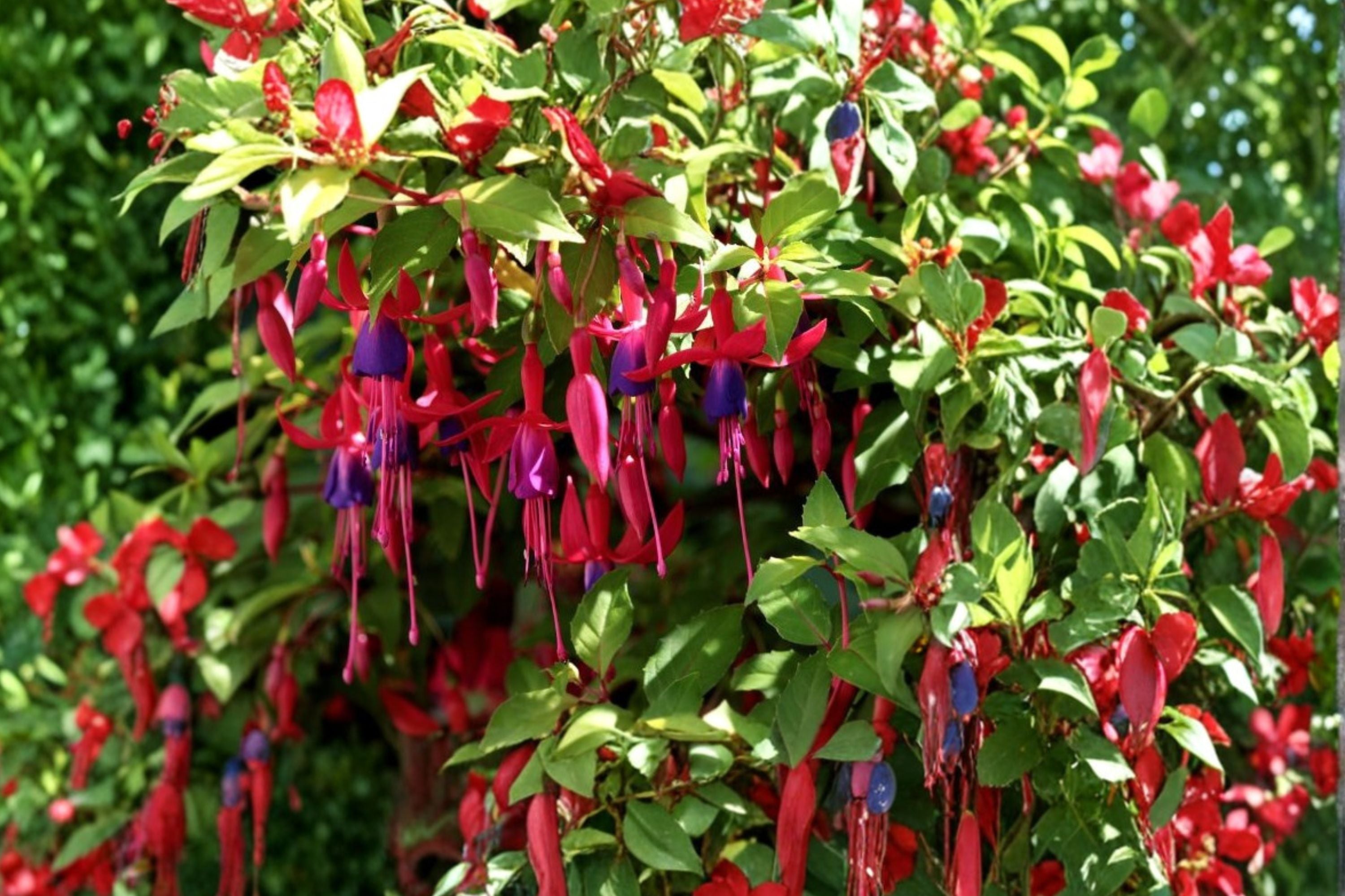 Fuchsia Whiteknight’s Amethyst - Hardy Perennial with Color-Shifting Purple & Pink Flowers - 1 Gallon Live Plant