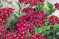 Achillea ‘Summerwine’ Yarrow - Burgundy Pink Perennial Pollinator Plant in 3.5” Pot