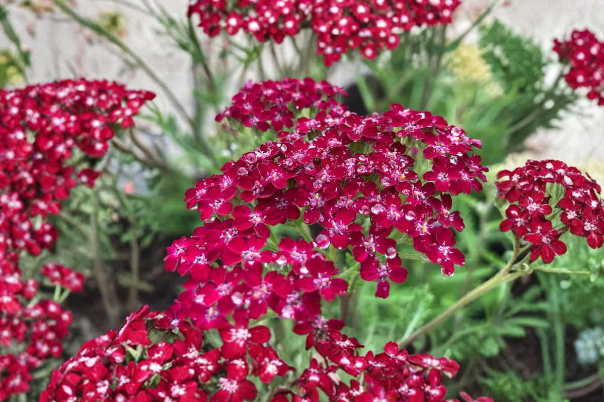 Achillea ‘Summerwine’ Yarrow - Burgundy Pink Perennial Pollinator Plant in 3.5” Pot