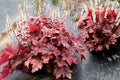 Heucherella ‘Peach Tea’ Plug - Shade Perennial with Peachy-Red Color Changing Foliage
