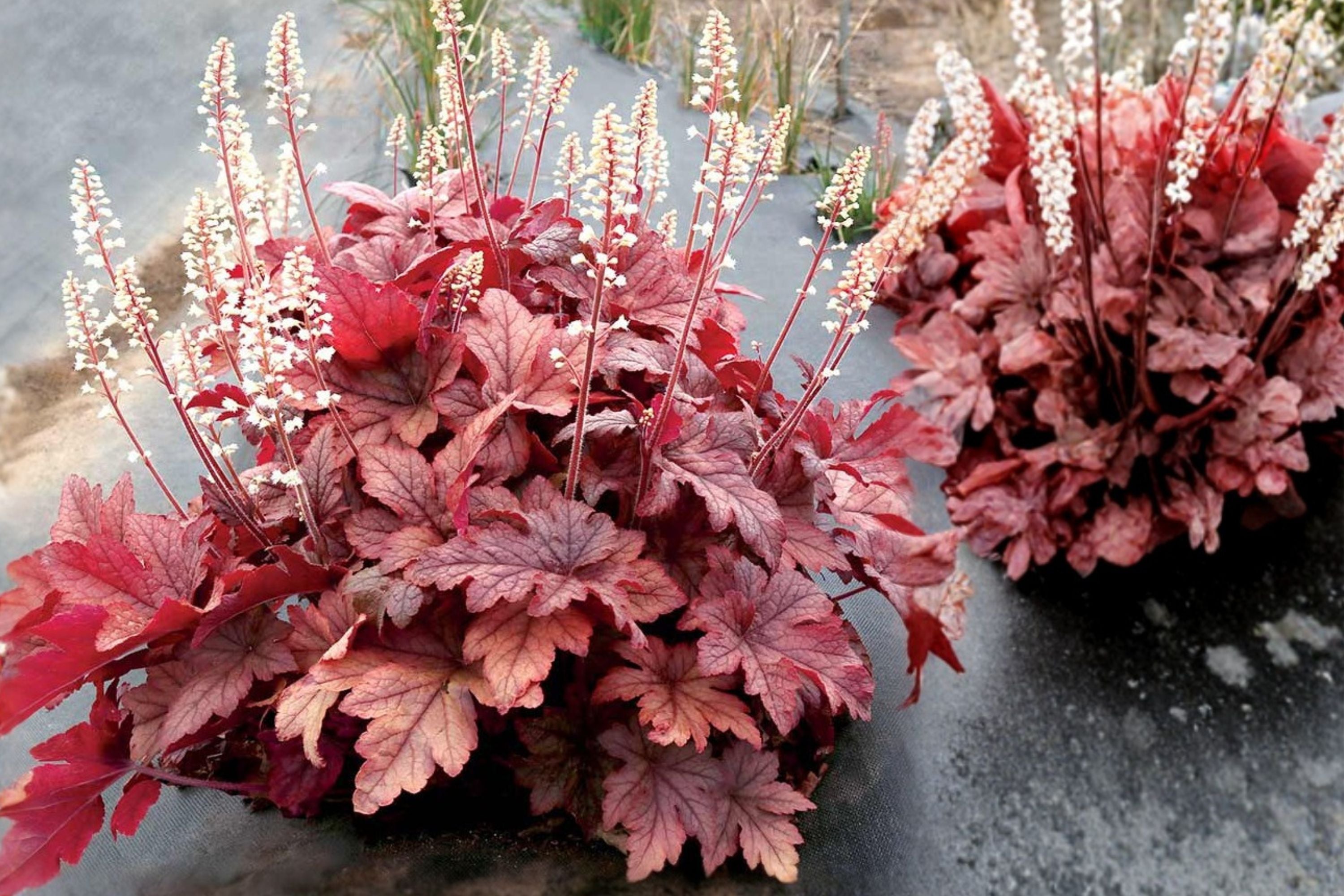 Heucherella ‘Peach Tea’ Plug - Shade Perennial with Peachy-Red Color Changing Foliage