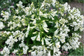 Penstemon ‘NOVA Pearl’ Plug – White Beardtongue Perennial – Drought Tolerant Pollinator Flower