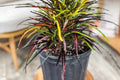 Croton Zanzibar Plant Pack of 2 – Colorful Tropical Indoor Houseplants with Vibrant Ribbon-Like Leaves