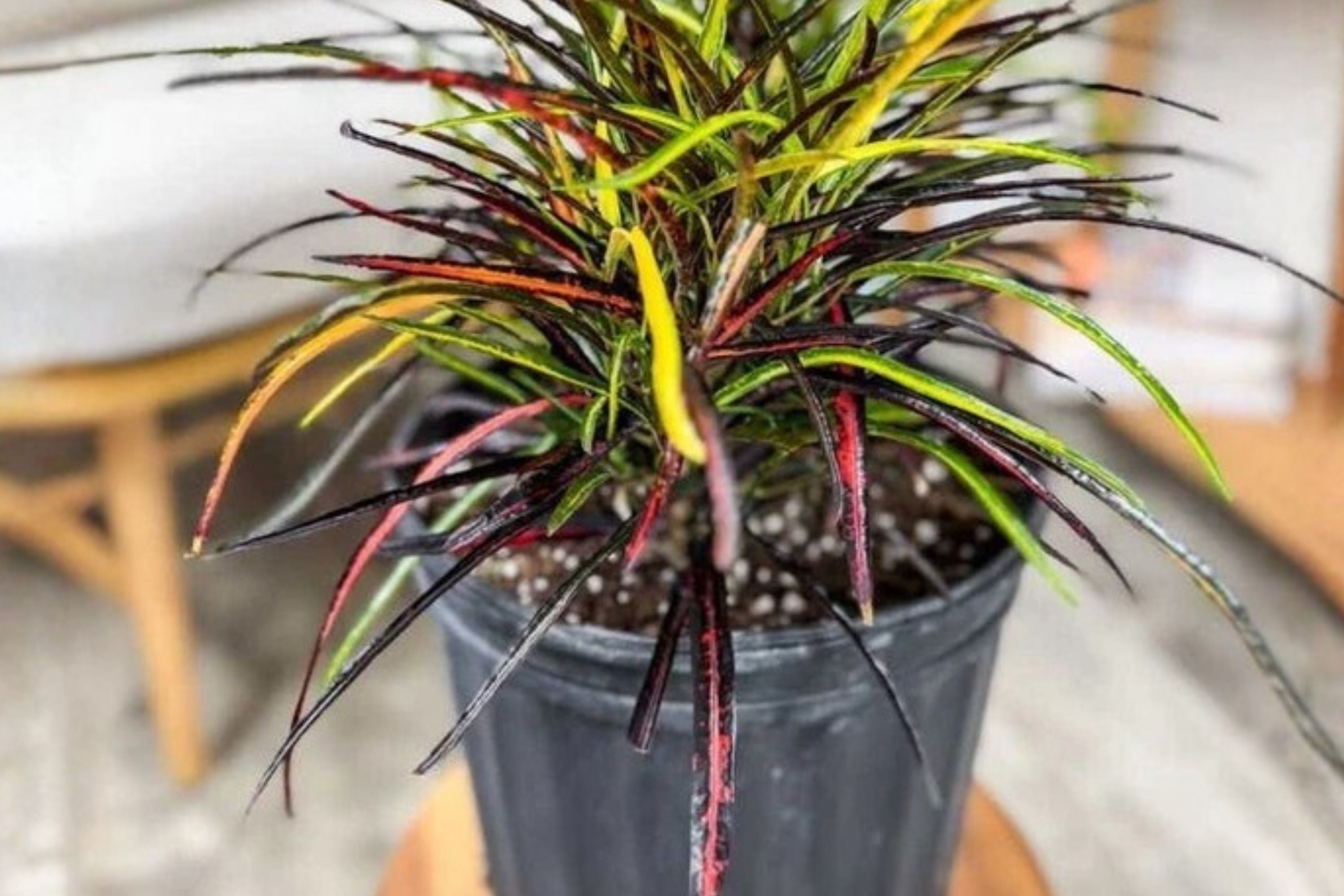 Croton Zanzibar Plant Pack of 2 – Colorful Tropical Indoor Houseplants with Vibrant Ribbon-Like Leaves