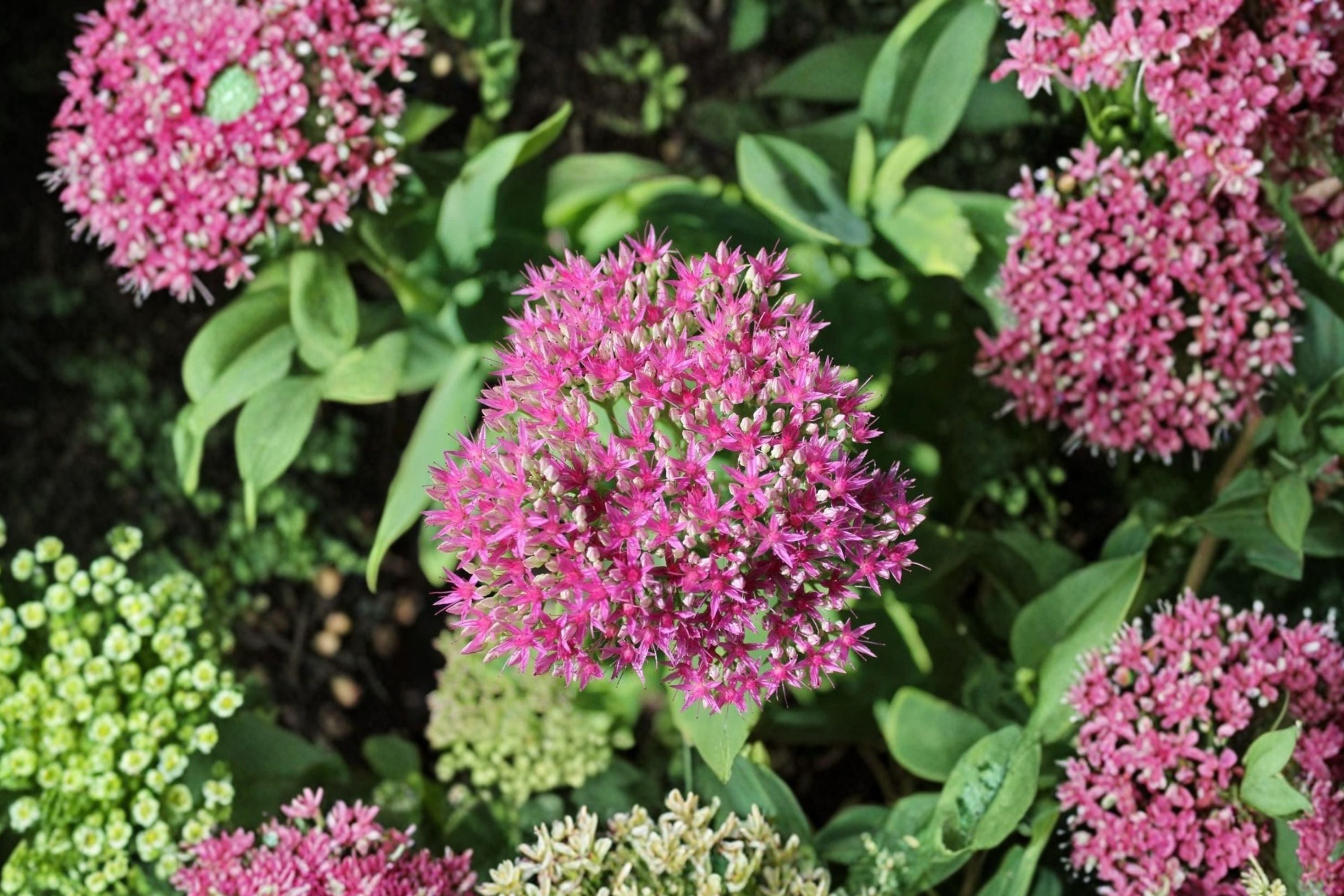 Sedum ‘Cherry Fizz’ Plug - Upright Stonecrop with Pink Fall Blooms - Drought Tolerant Perennial Succulent