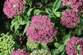 Sedum ‘Cherry Fizz’ Plug - Upright Stonecrop with Pink Fall Blooms - Drought Tolerant Perennial Succulent