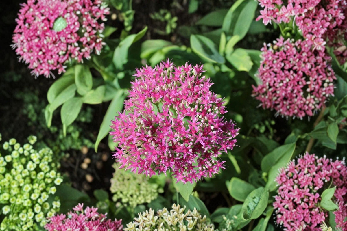 Sedum ‘Cherry Fizz’ Plug - Upright Stonecrop with Pink Fall Blooms - Drought Tolerant Perennial Succulent