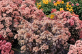 Sedum ‘Mocha Magic’ Plug – Tall Upright Stonecrop with Chocolate Foliage and Fall Blooms
