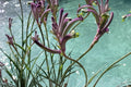 Anigozanthos ‘Carnivale’ Plug - Kangaroo Paw Plant with Exotic Purple Flowers - Drought Tolerant Perennial Starter