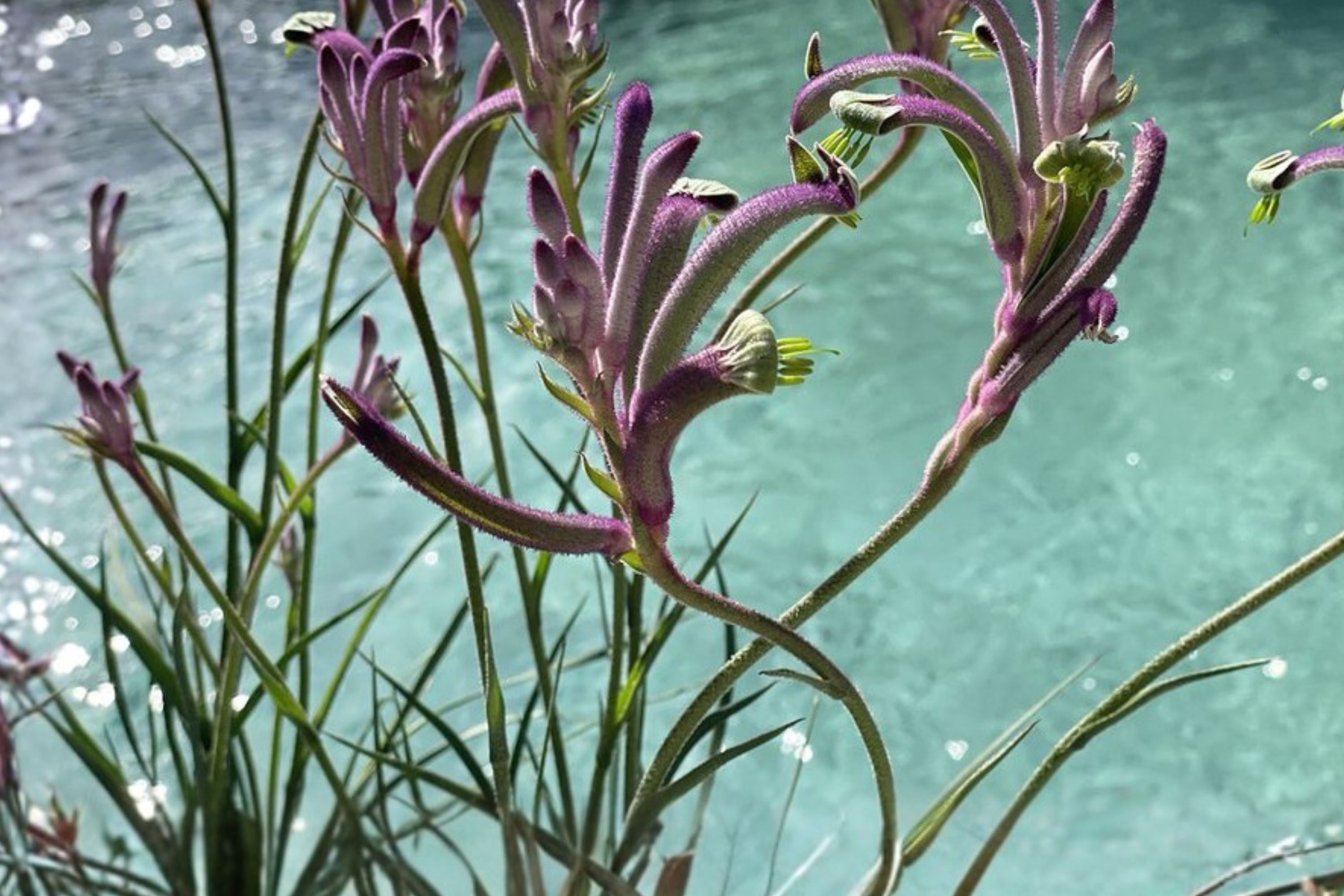 Anigozanthos ‘Carnivale’ Plug - Kangaroo Paw Plant with Exotic Purple Flowers - Drought Tolerant Perennial Starter