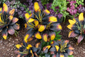 Lilium ‘Tiny Massive’ Dwarf Asiatic Lily Bulb – Yellow & Burgundy Perennial Flower for Containers