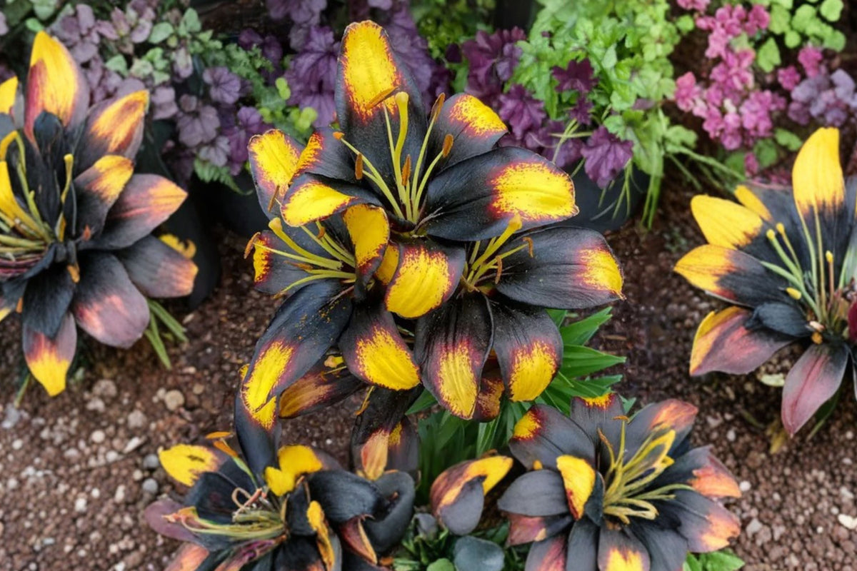 Lilium ‘Tiny Massive’ Dwarf Asiatic Lily Bulb – Yellow & Burgundy Perennial Flower for Containers