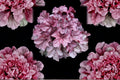 Heuchera ‘Iridescent’ Plug - Coral Bells with Color Changing Pink Silver Foliage - Shade Perennial Starter Plant
