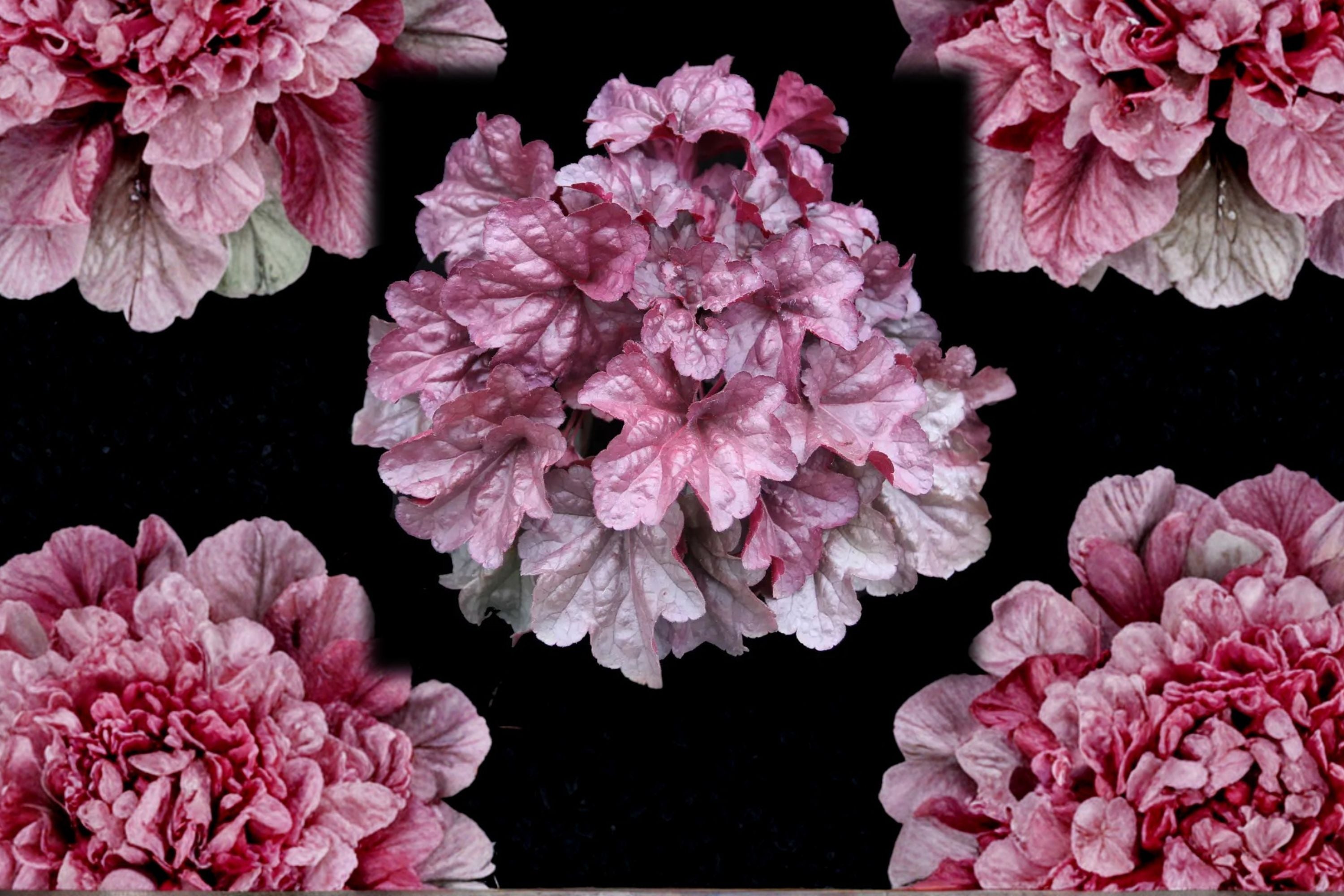 Heuchera ‘Iridescent’ Plug - Coral Bells with Color Changing Pink Silver Foliage - Shade Perennial Starter Plant