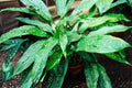 Aspidistra ‘Milky Way’ Cast Iron Plant – Low Light Indoor Houseplant with Speckled Foliage