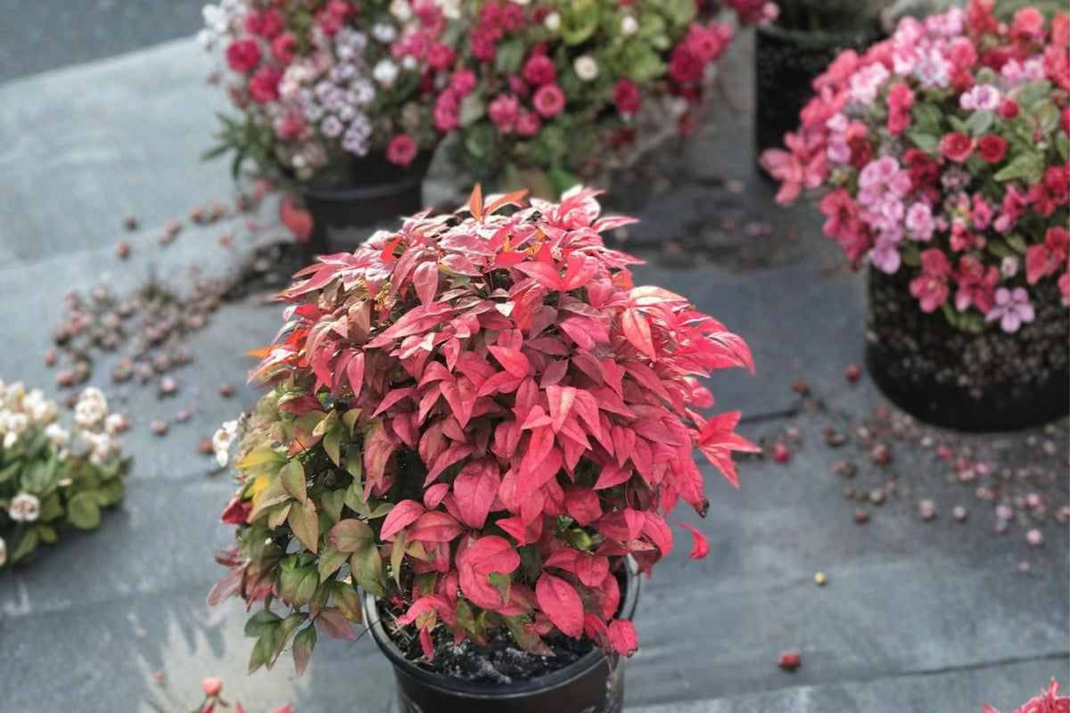 Nandina ‘Blush Pink’ – Dwarf Heavenly Bamboo Evergreen Shrub in 1 Gallon Pot
