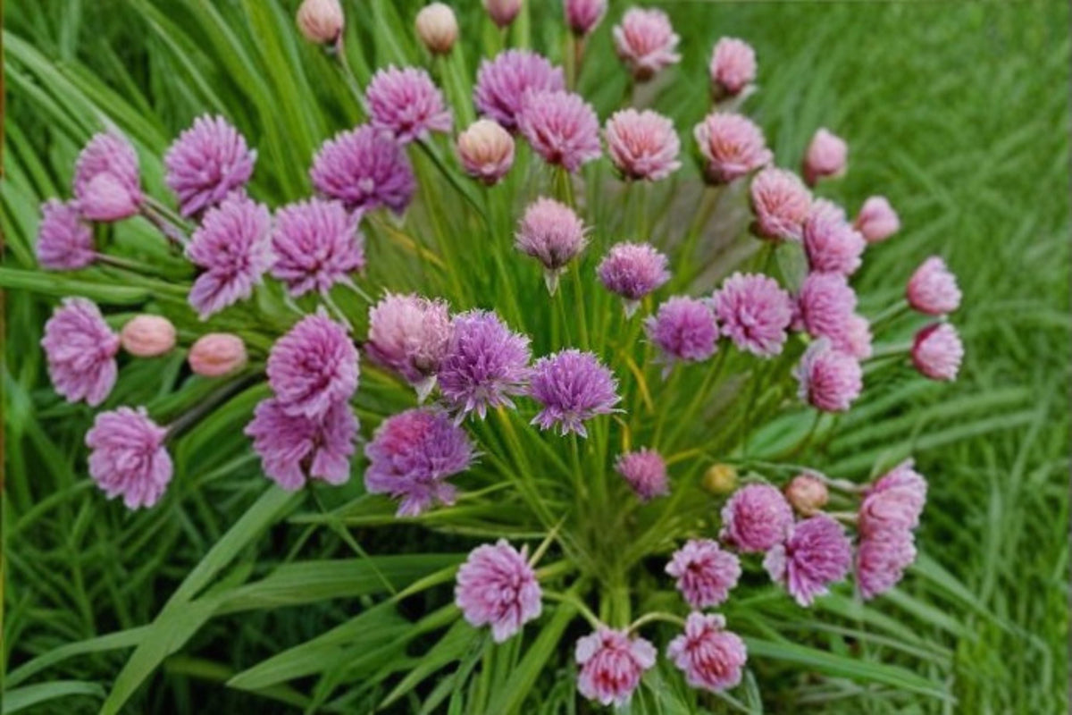 Chives Seeds (Allium schoenoprasum) – Perennial Culinary Herb with Edible Flowers
