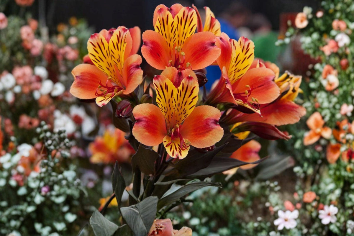 Alstroemeria ‘Indian Summer’ – Peruvian Lily Live Plant in 4.5” Pot with Orange Yellow Blooms and Bronze Foliage