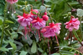 Fuchsia ‘Shelford’ Hardy Plant - Pink & White Flowers - Shade Loving Hummingbird Shrub - 1 Gallon