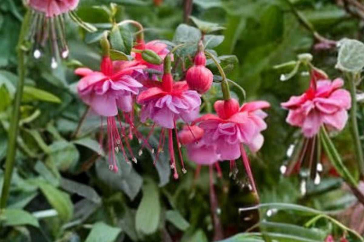Fuchsia ‘Shelford’ Hardy Plant - Pink & White Flowers - Shade Loving Hummingbird Shrub - 1 Gallon