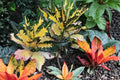 Croton Monalisa Plant Pack of 2 – Colorful Tropical Indoor Houseplants with Variegated Foliage